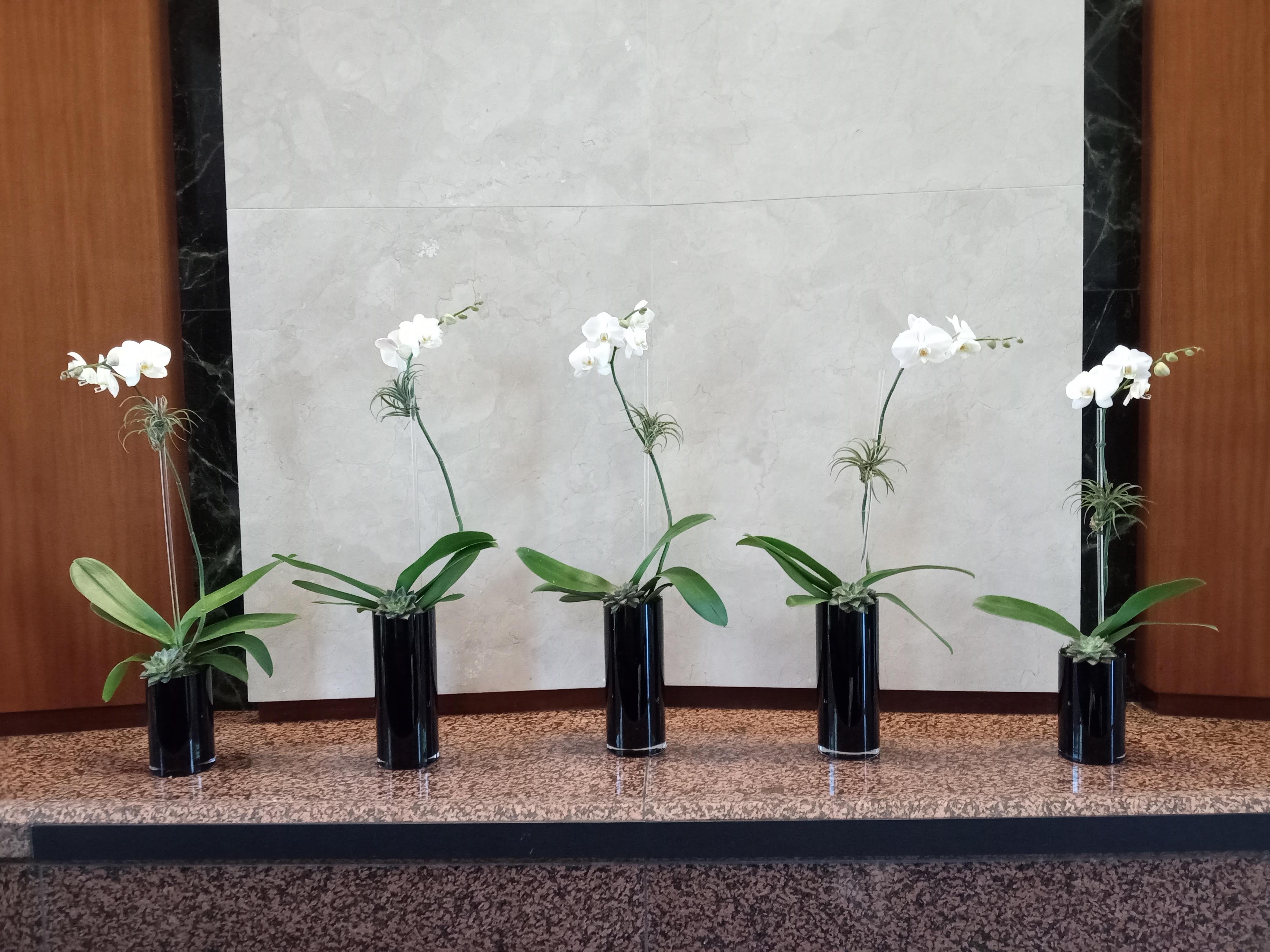 Elegant orchid installation in a lobby